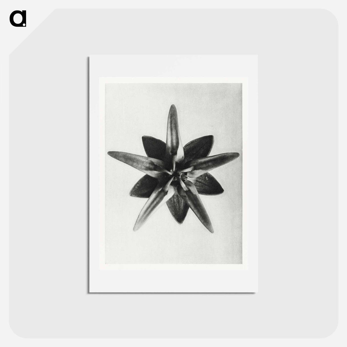 アートポストカード-Asclepias Speciosa - カール ブロスフェルト Postcard.