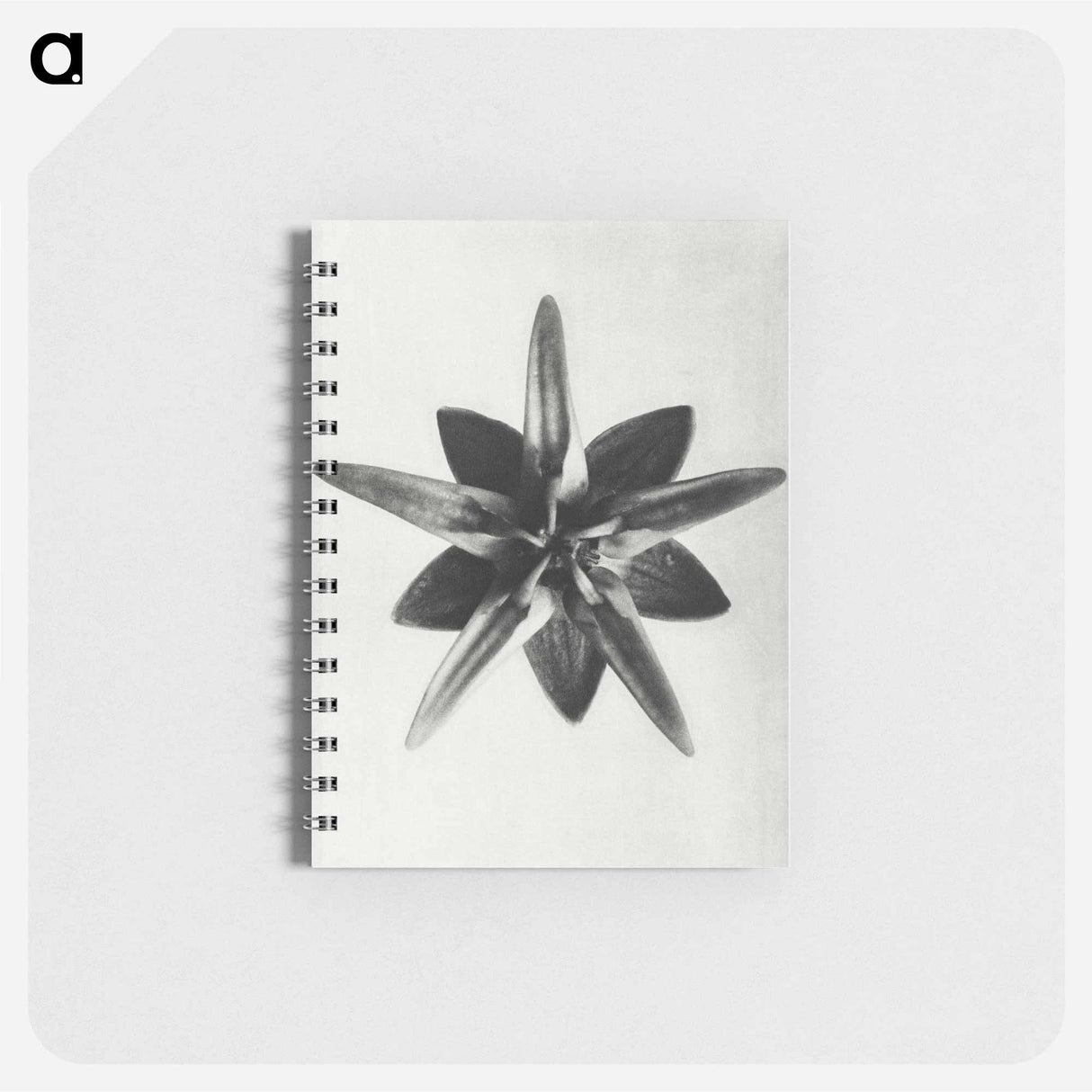 Asclepias Speciosa - カール ブロスフェルト Memo.