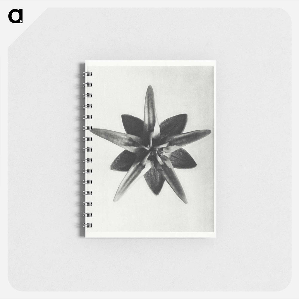Asclepias Speciosa - カール ブロスフェルト Memo.