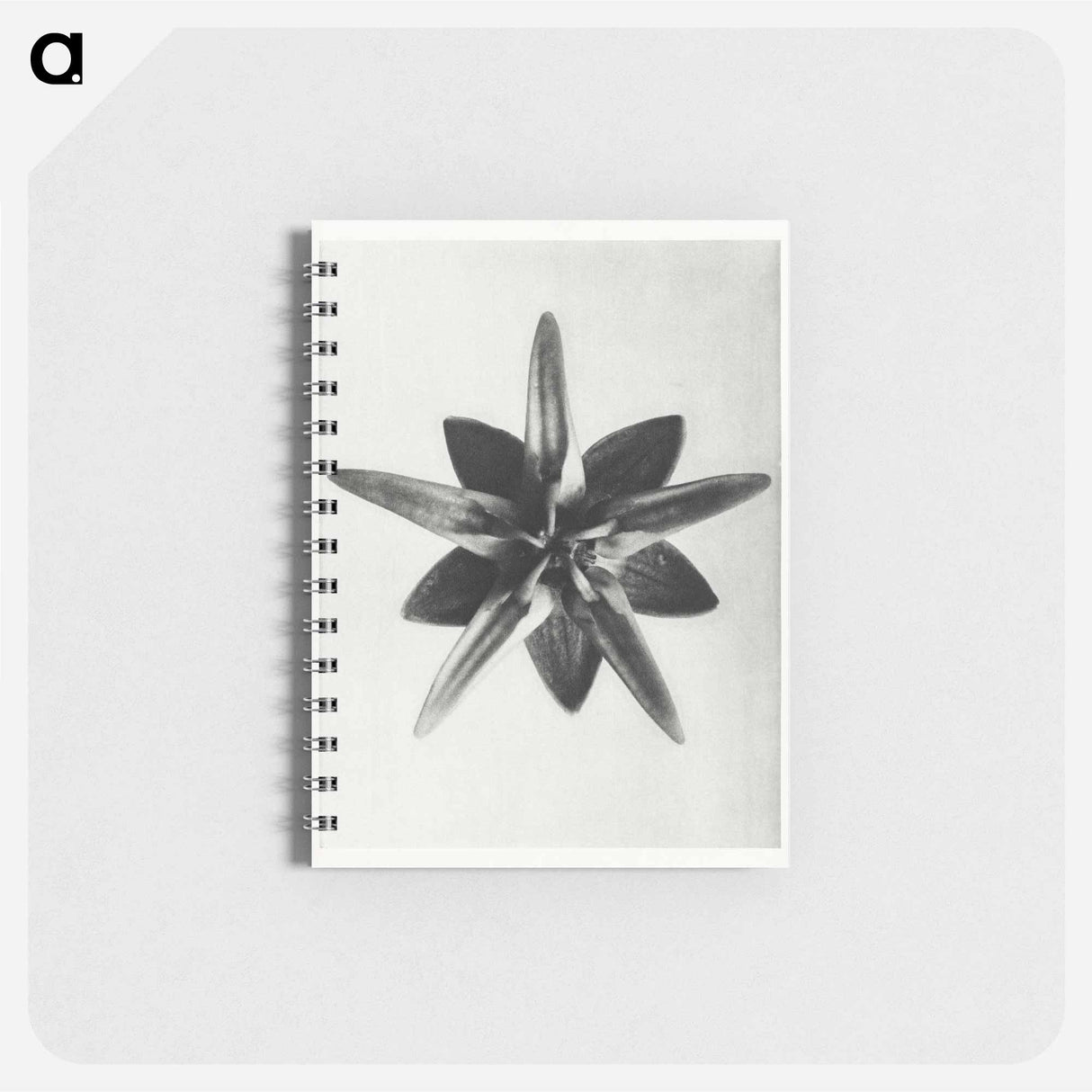 Asclepias Speciosa - カール ブロスフェルト Memo.