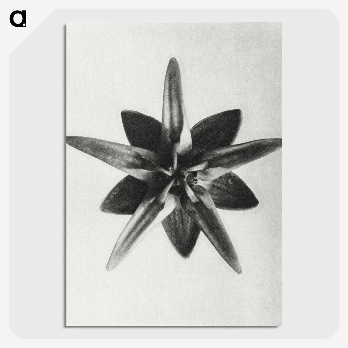 1-64_Karl-Blossfeldt_picture-crop