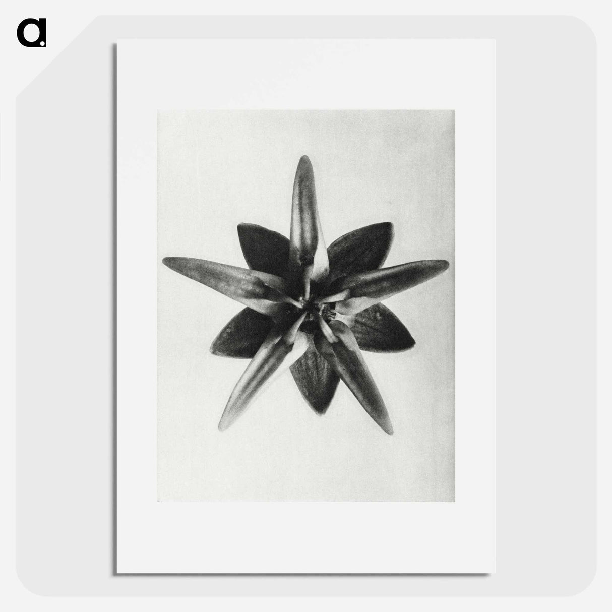 アートポスター-Asclepias Speciosa - カール ブロスフェルト Poster.