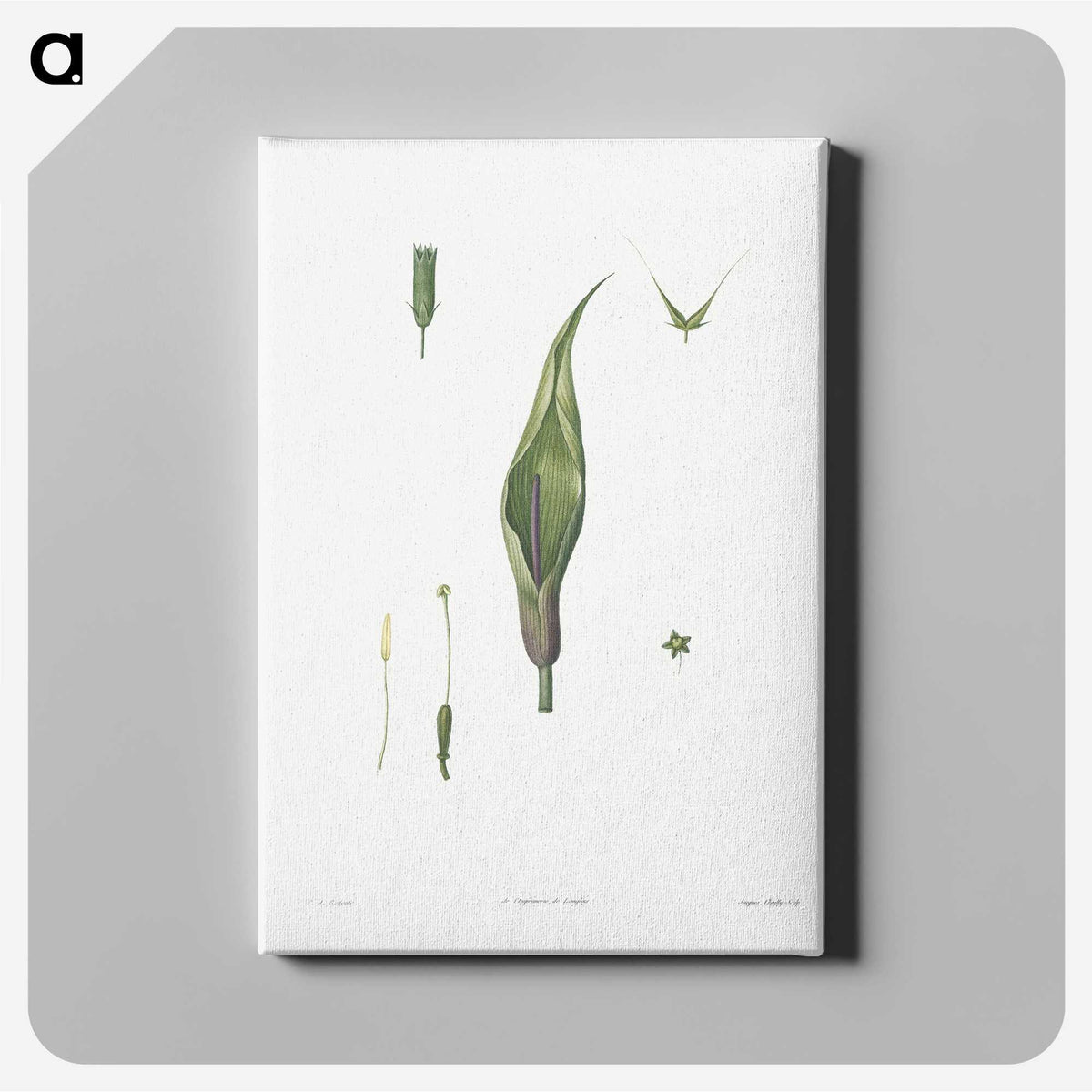 1-64_La-Botanique_canvas