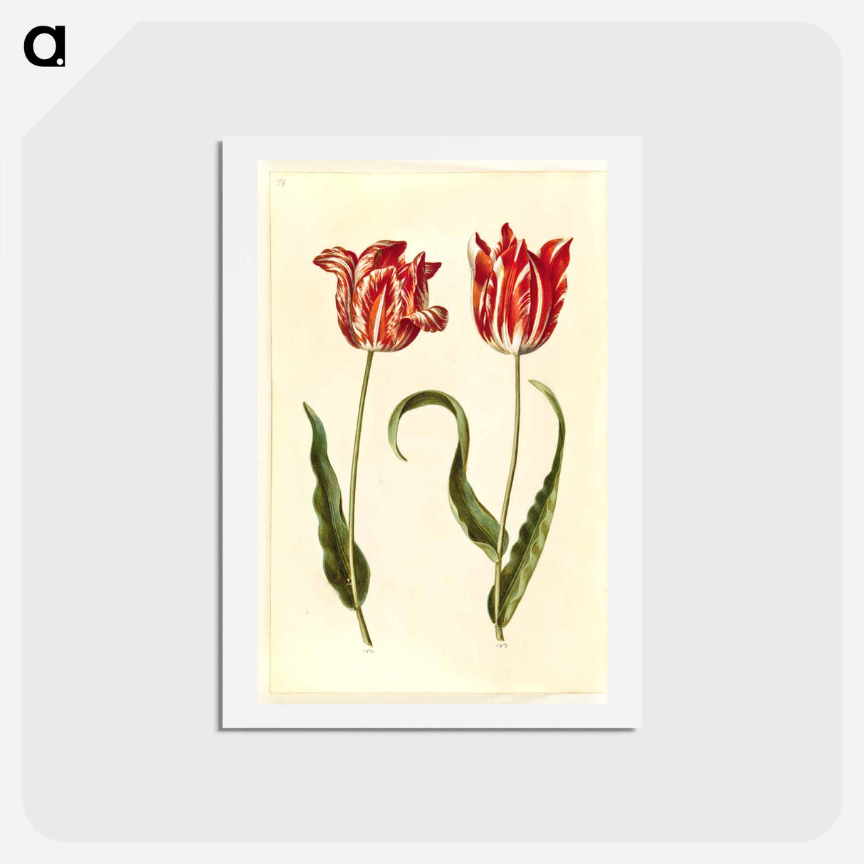 アートポストカード-Tulipa gesneriana
- マリア ジビーラ メーリアン Postcard.