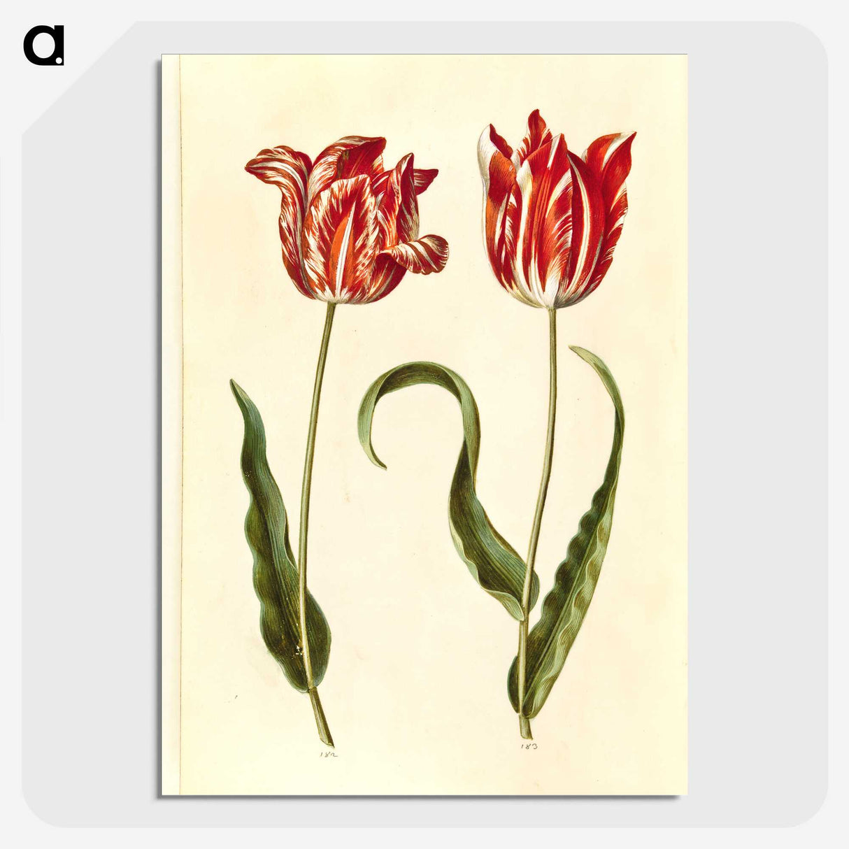 1-64_Maria-Sibylla-Merian_picture-crop
