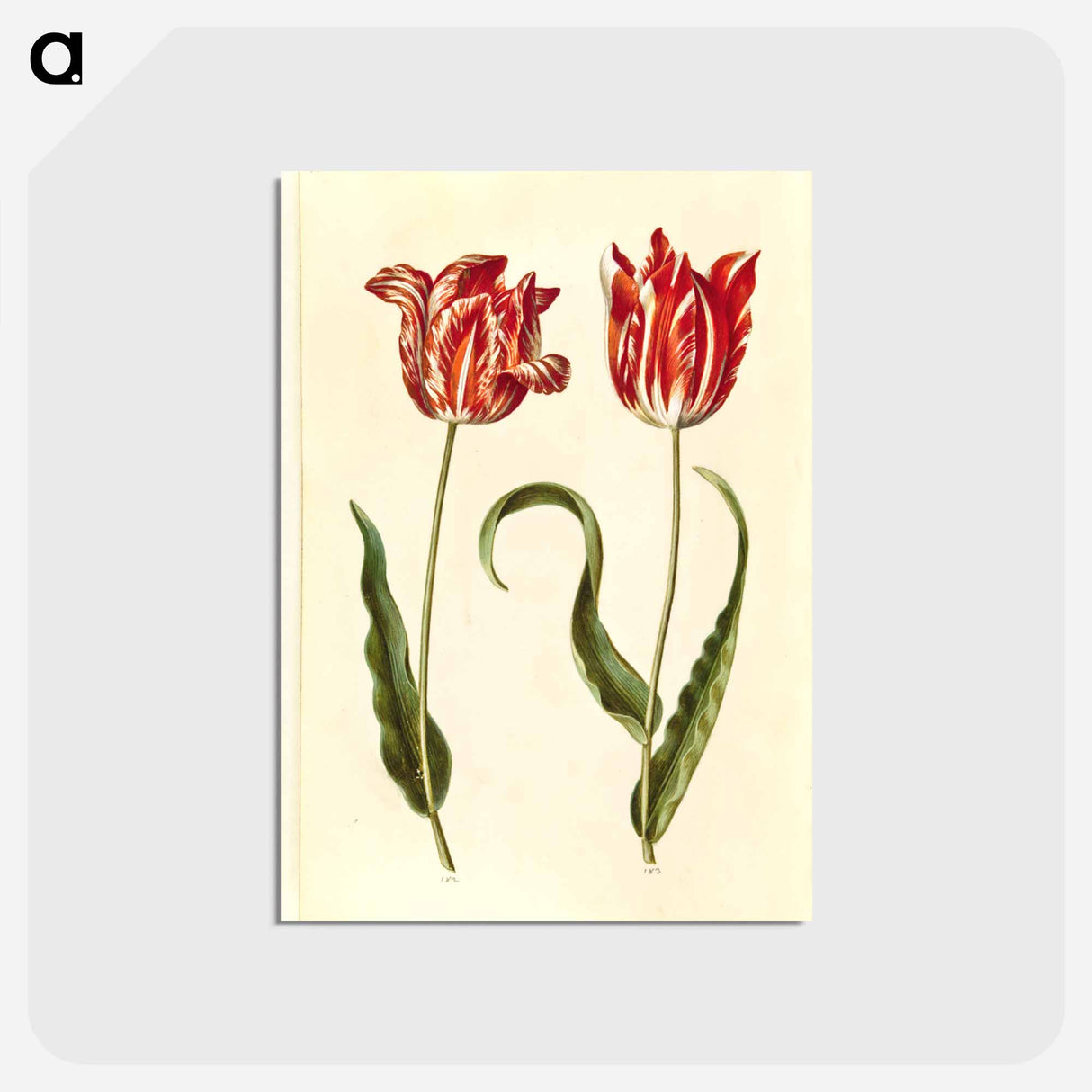 アートポストカード-Tulipa gesneriana
- マリア ジビーラ メーリアン Postcard.