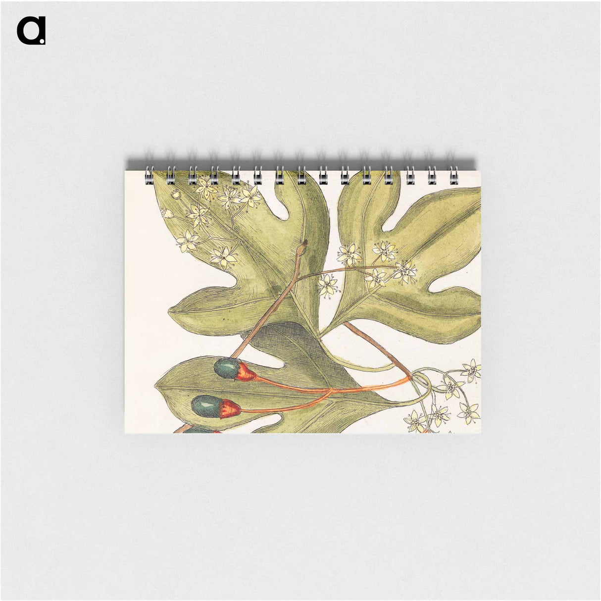 アートメモ帳-Tupelo Tree, Red Bay, Purple-berried Bay, and Sassafras Tree
- マーク ケイツビー Memo.