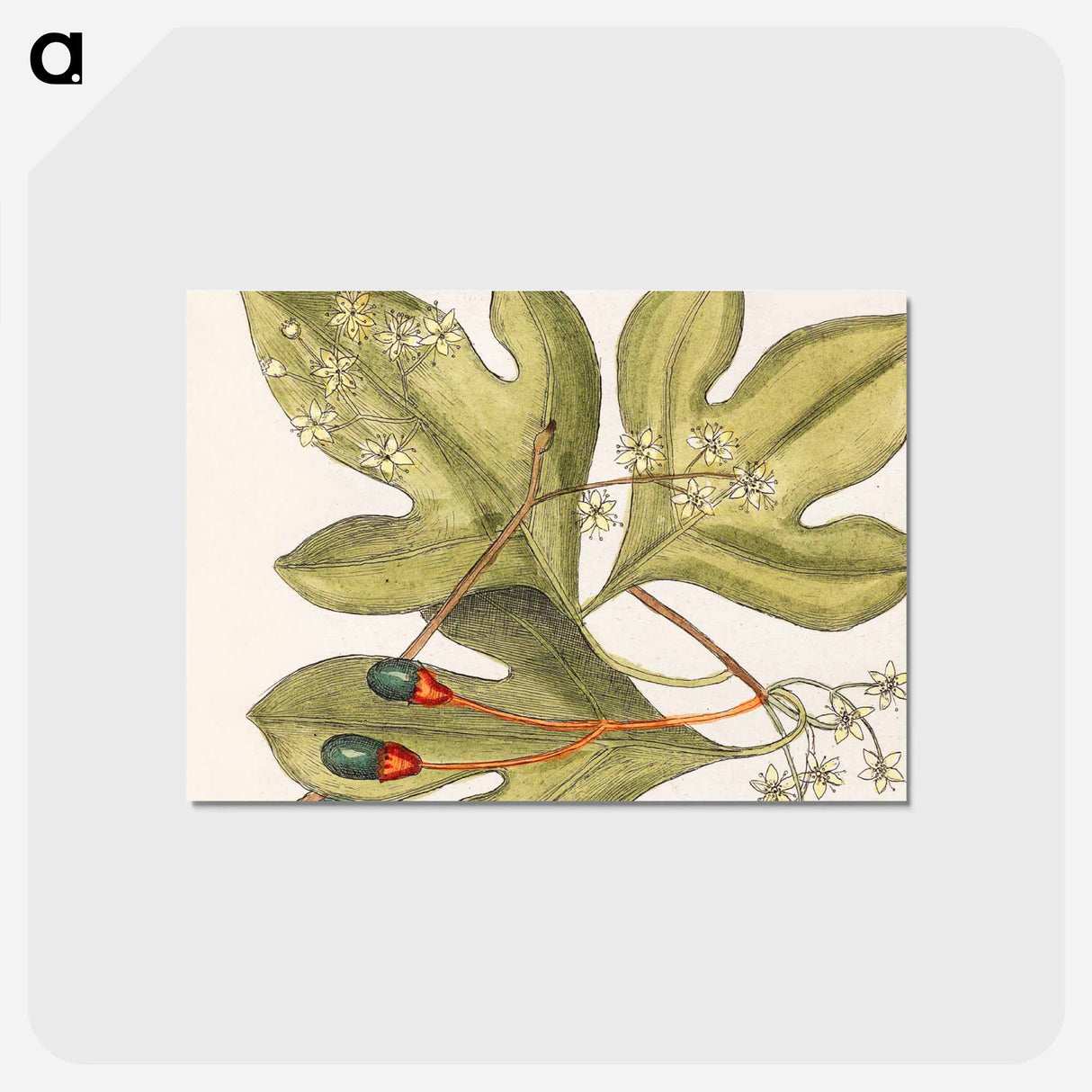 アートポストカード-Tupelo Tree, Red Bay, Purple-berried Bay, and Sassafras Tree
- マーク ケイツビー Postcard.