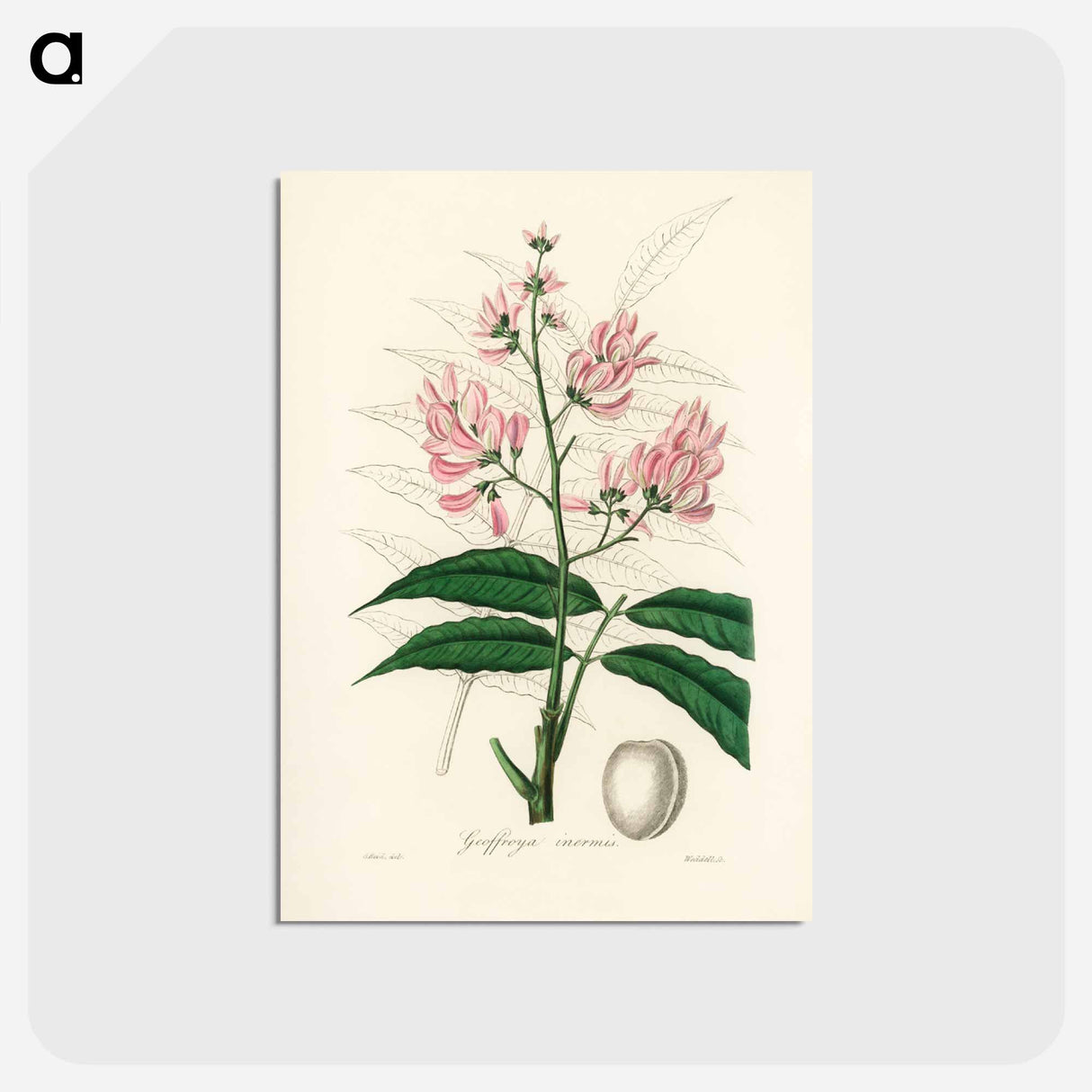 アートポストカード-Geoffroya inermis Illustration
- 薬用植物学 Postcard.