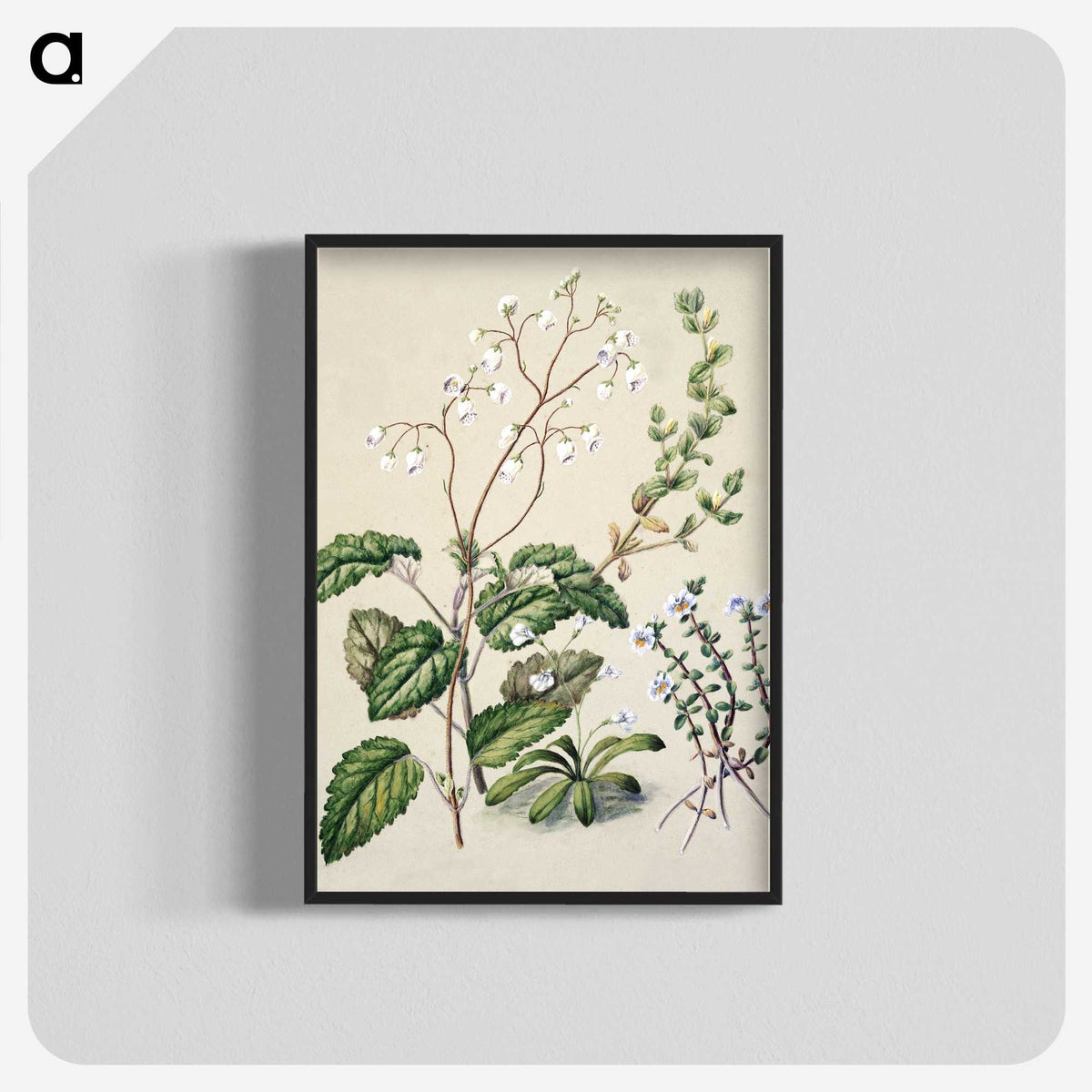 1-64_Native-Flowering-Plants-of-New-Zealand_blk-crop
