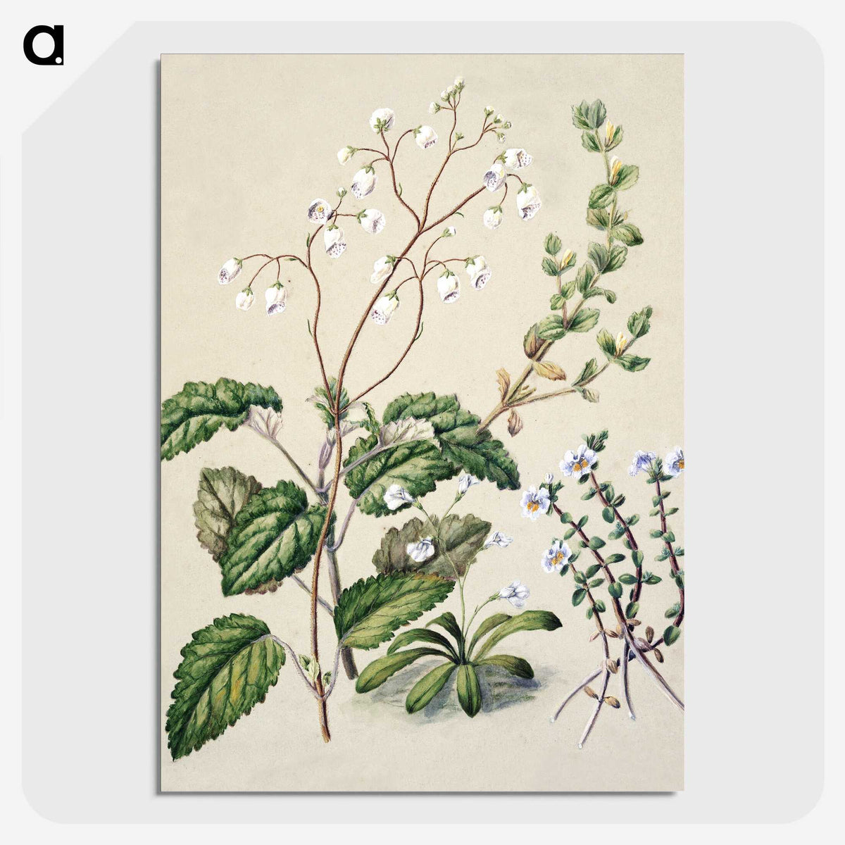 1-64_Native-Flowering-Plants-of-New-Zealand_picture-crop