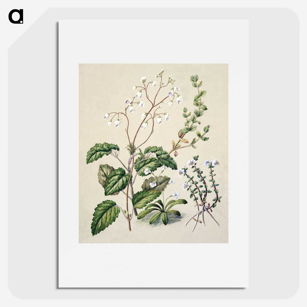 1-64_Native-Flowering-Plants-of-New-Zealand_picture