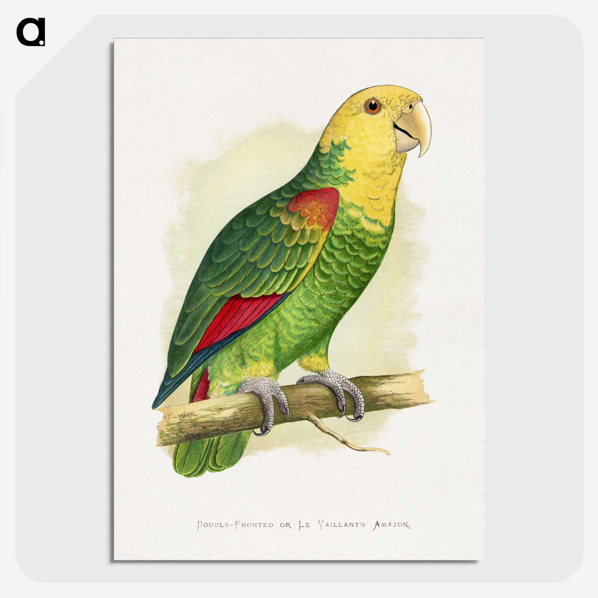 1-64_Parrots-in-Captivity_picture-crop