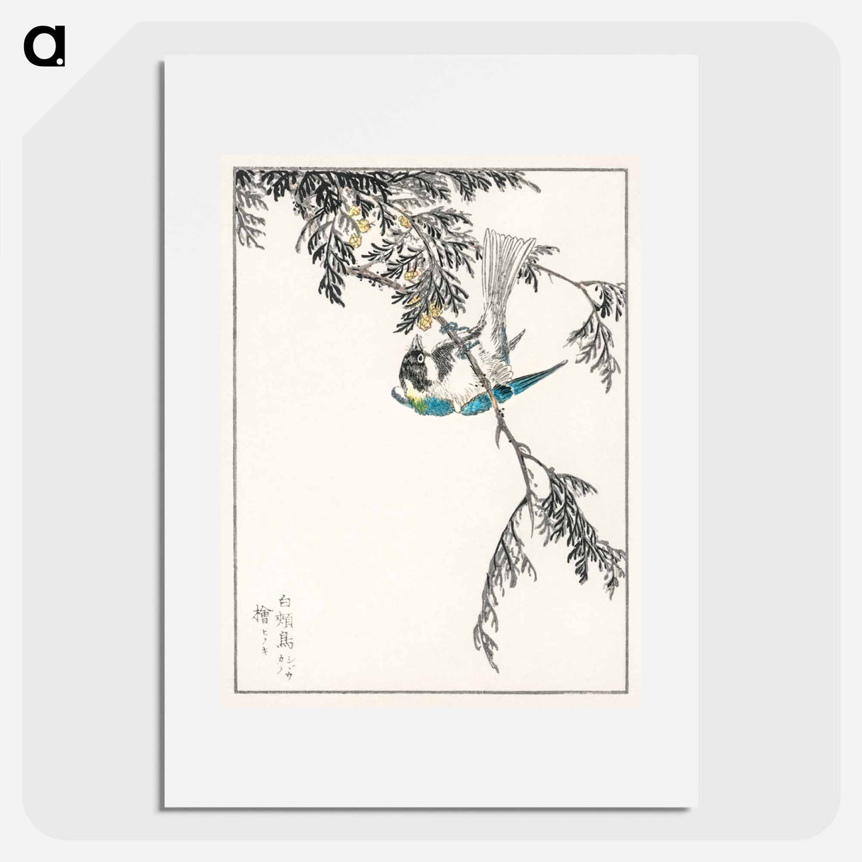 アートポスター-Japanese Great Tit and Japanese Cypress
- 鳥類図鑑 Poster.