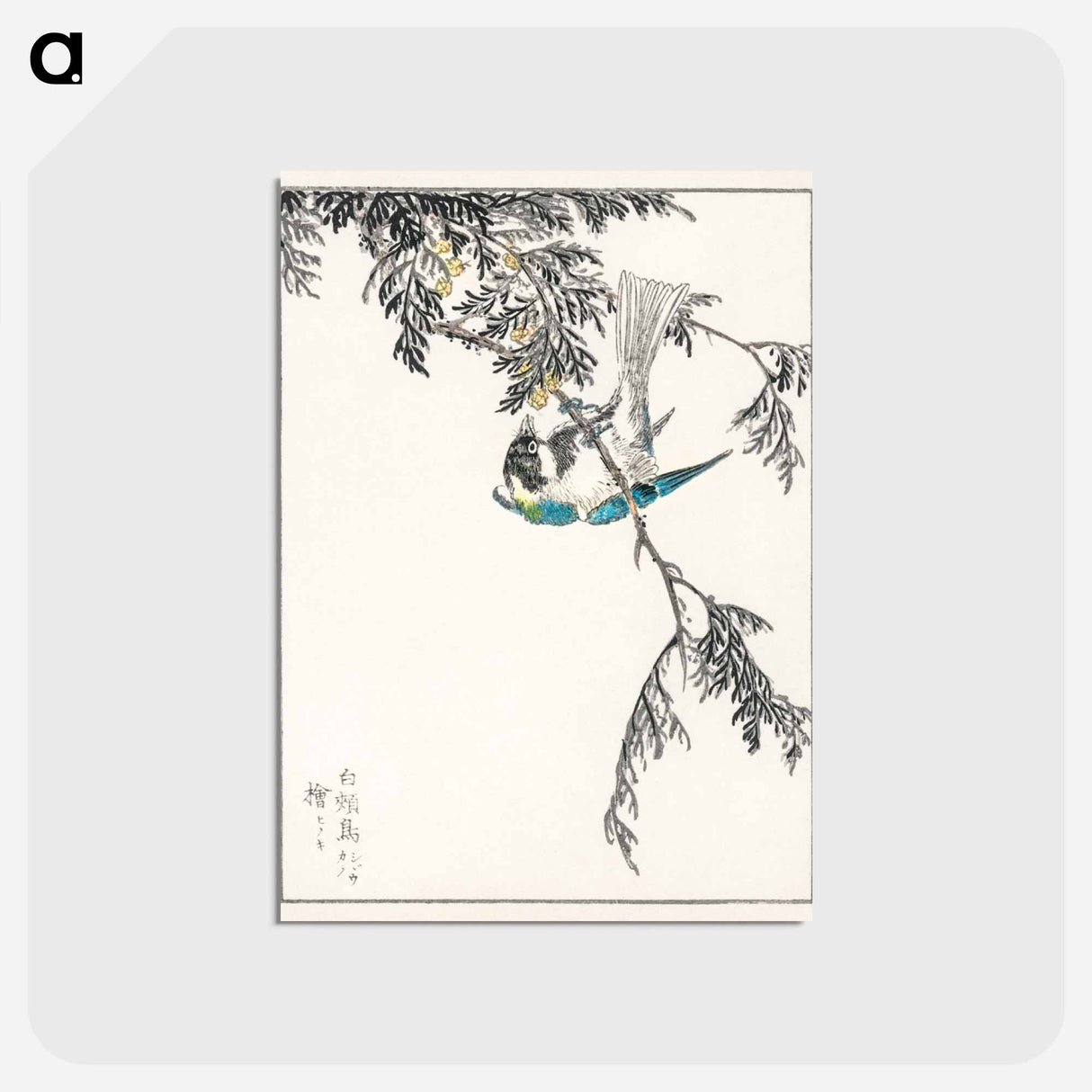 アートポストカード-Japanese Great Tit and Japanese Cypress
- 鳥類図鑑 Postcard.