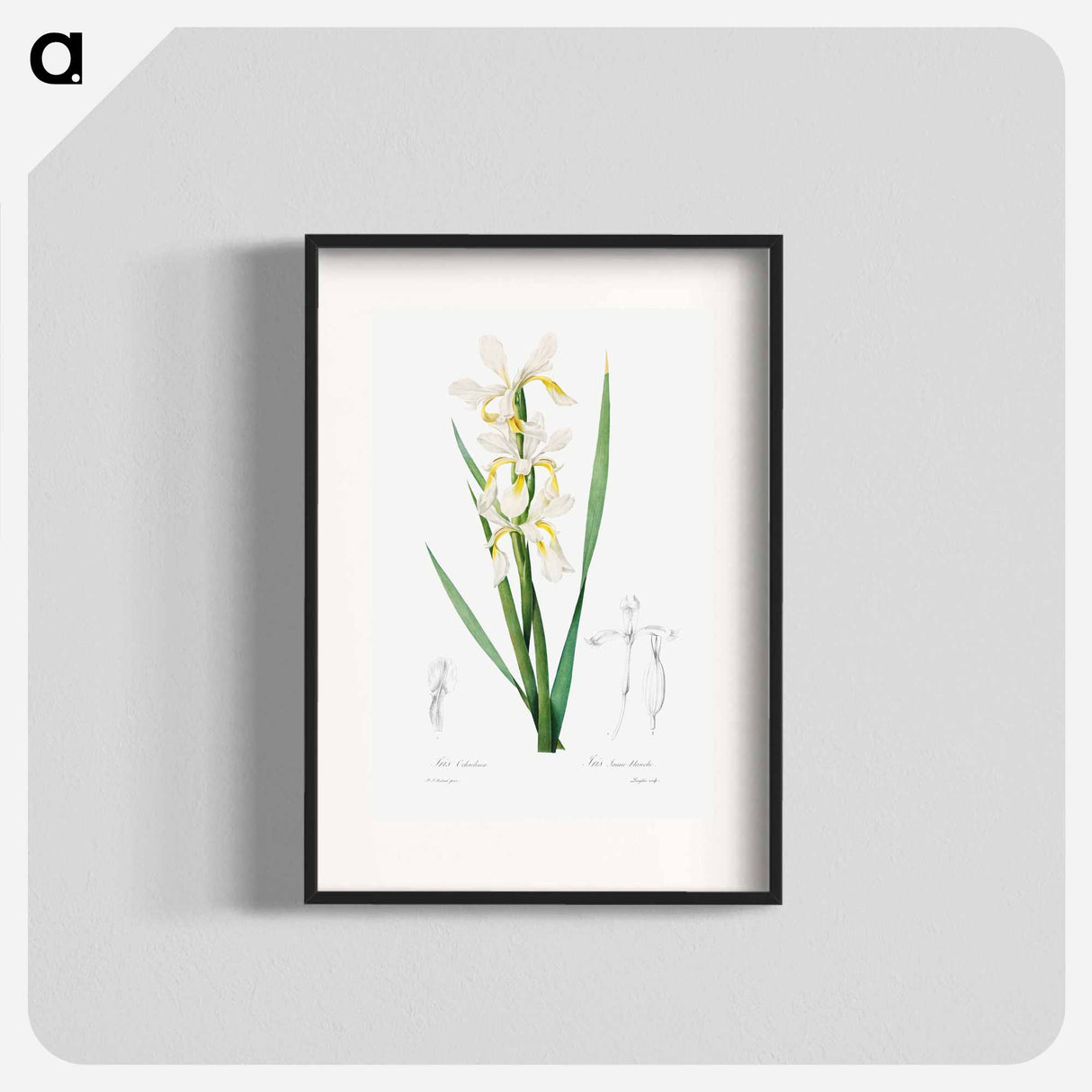 Gold-banded Iris - Pierre Joseph Redouté Poster.