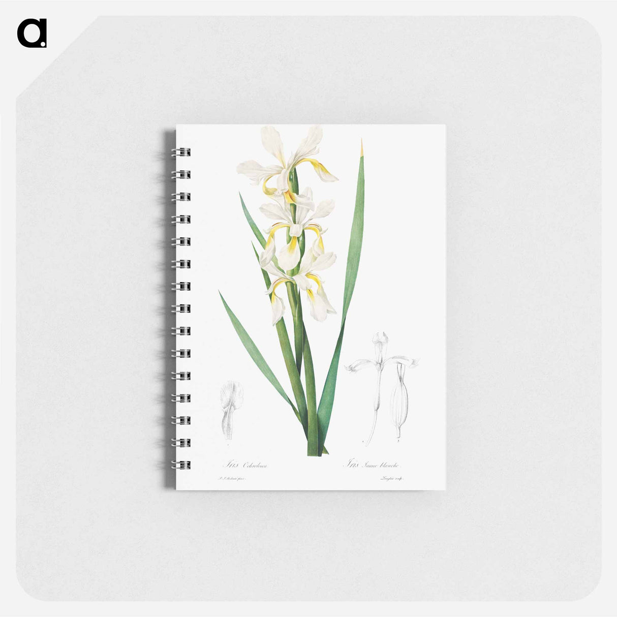 Gold-banded Iris - ピエール ジョゼフ ルドゥーテ Memo.