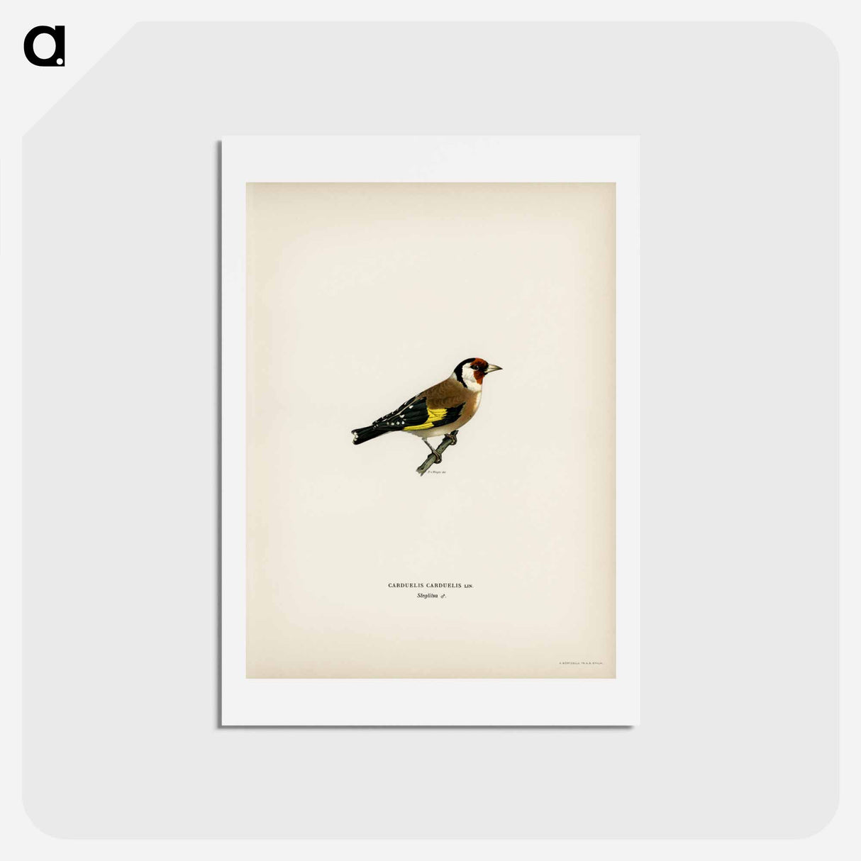 アートポストカード-European Goldfinch
- スヴェンスカ フォグラル Postcard.
