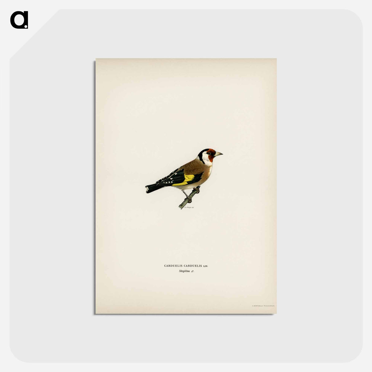 アートポストカード-European Goldfinch
- スヴェンスカ フォグラル Postcard.