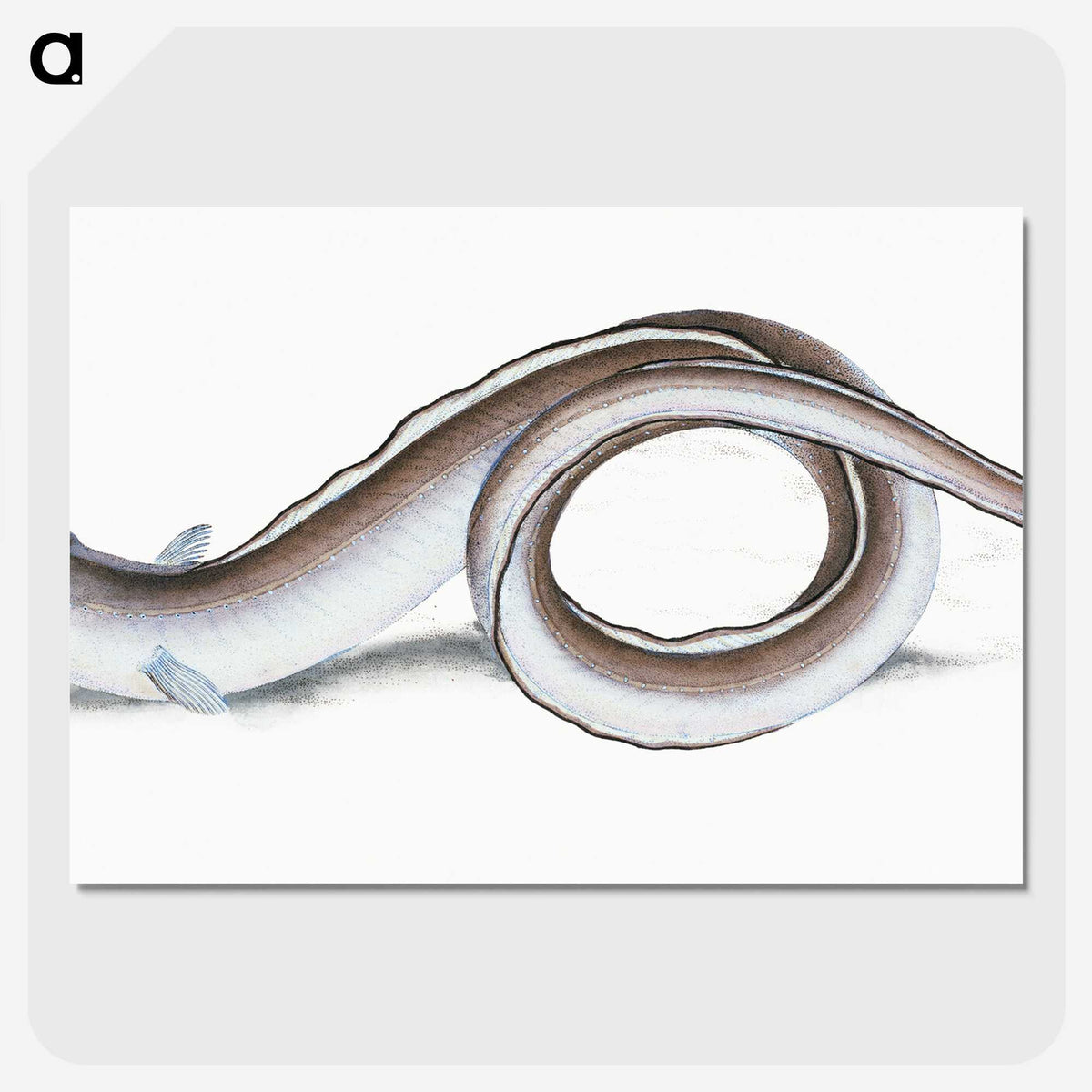 1-64_The-Natural-History-of-British-Fishes_picture-crop