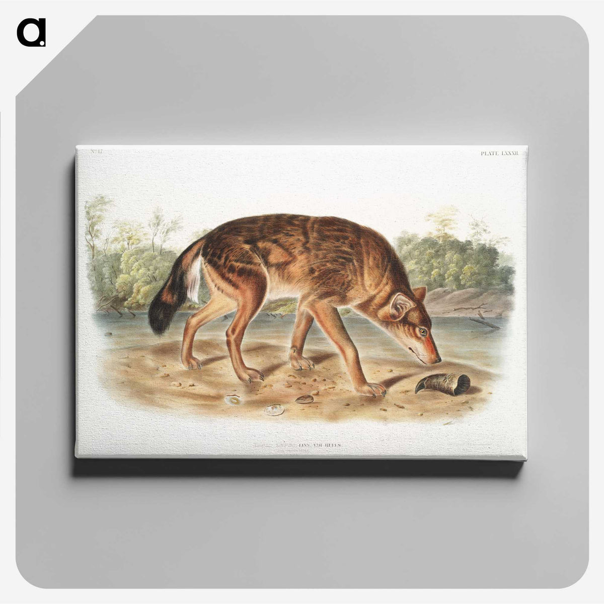 1-64_The-Viviparous-Quadrupeds_canvas