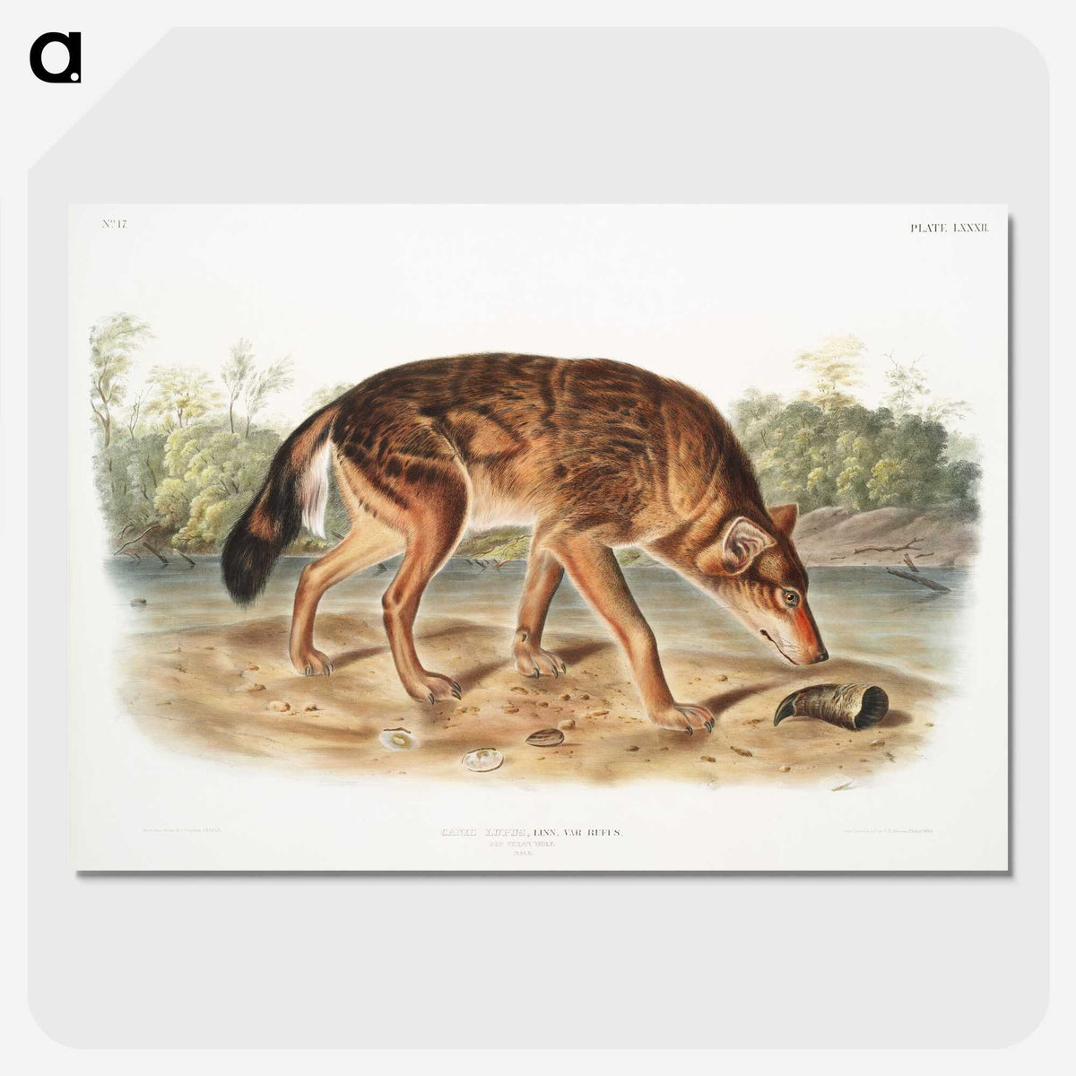 1-64_The-Viviparous-Quadrupeds_picture-crop