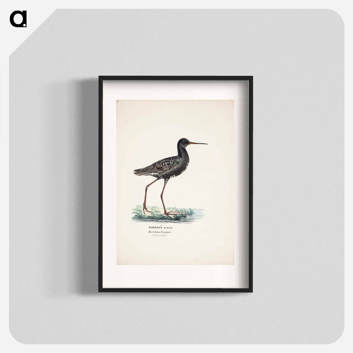 Spotted redshank in summer - ヴィルヘルム フォン ライト Poster.