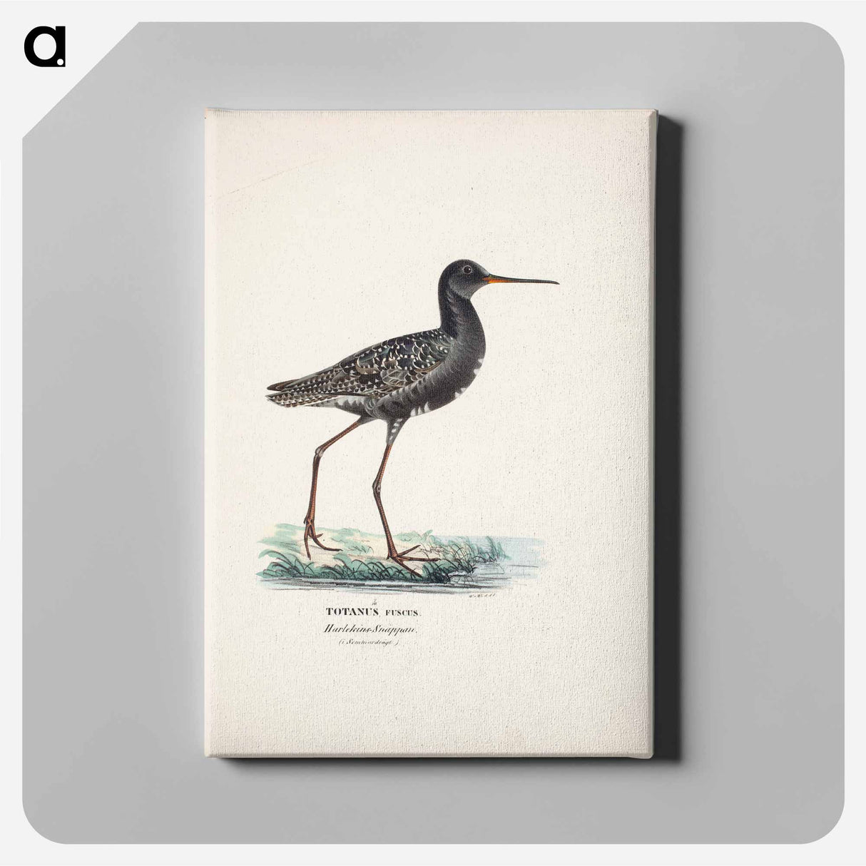 Spotted redshank in summer - Wilhelm von Wright Canvas.