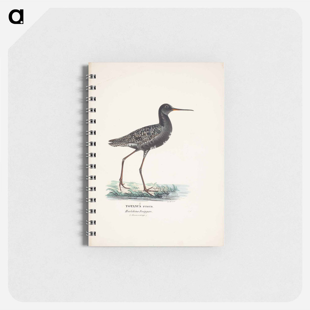 Spotted redshank in summer - ヴィルヘルム フォン ライト Memo.