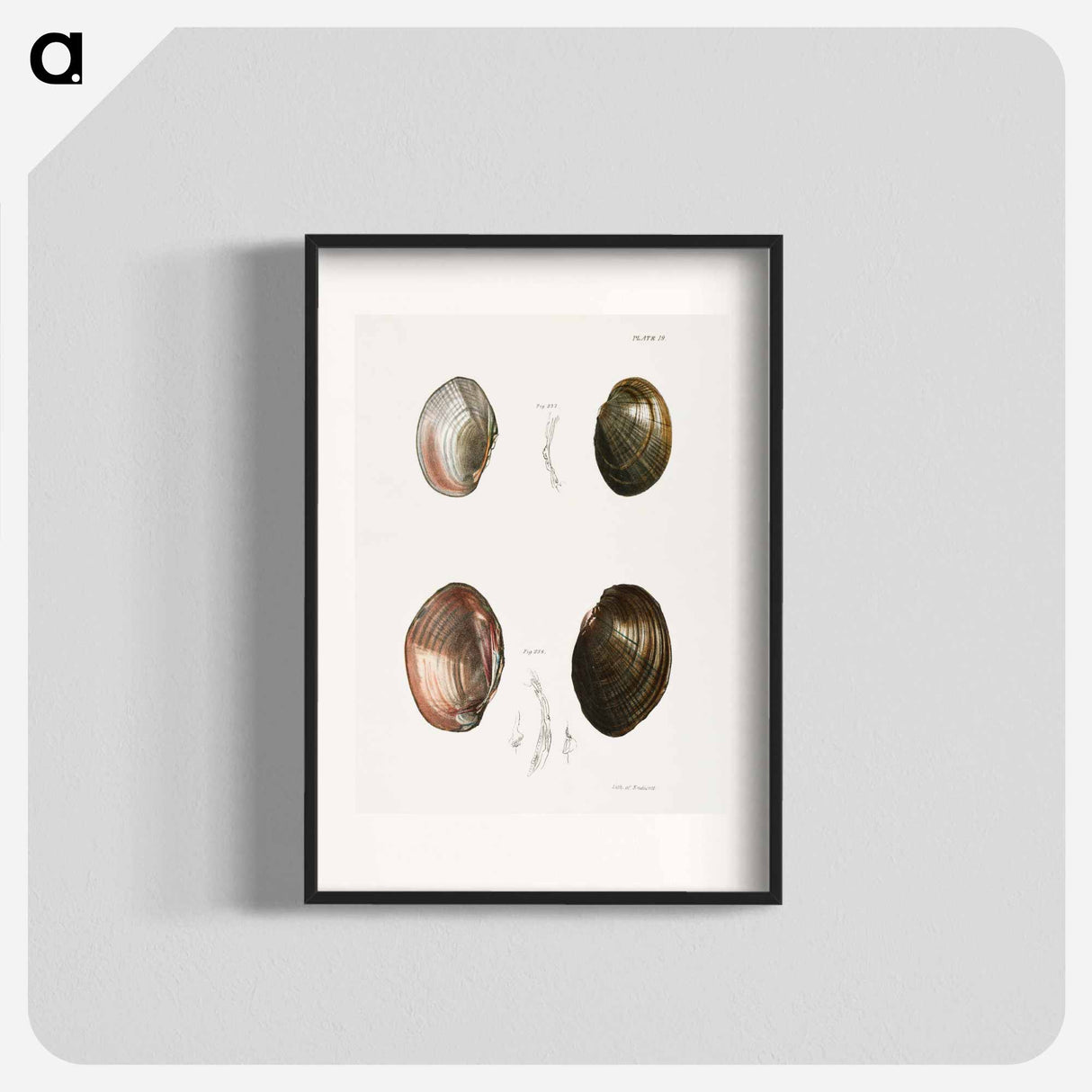 Unio ochraceus. 238. Unio id. - ニューヨークの動物学 Poster.