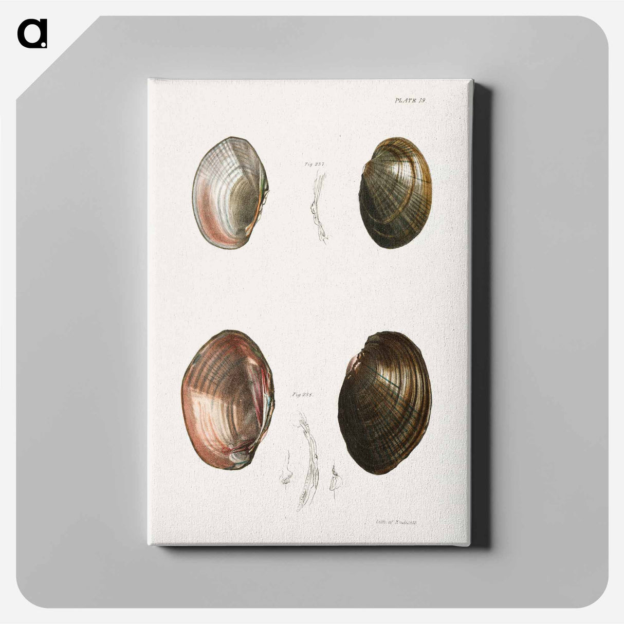 Unio ochraceus. 238. Unio id. - New York Zoological Canvas.