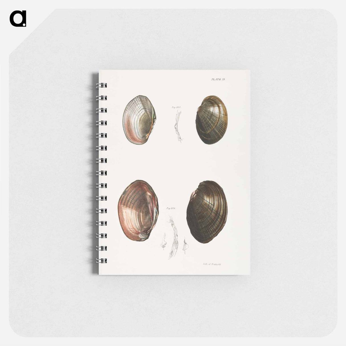 Unio ochraceus. 238. Unio id. - ニューヨークの動物学 Memo.