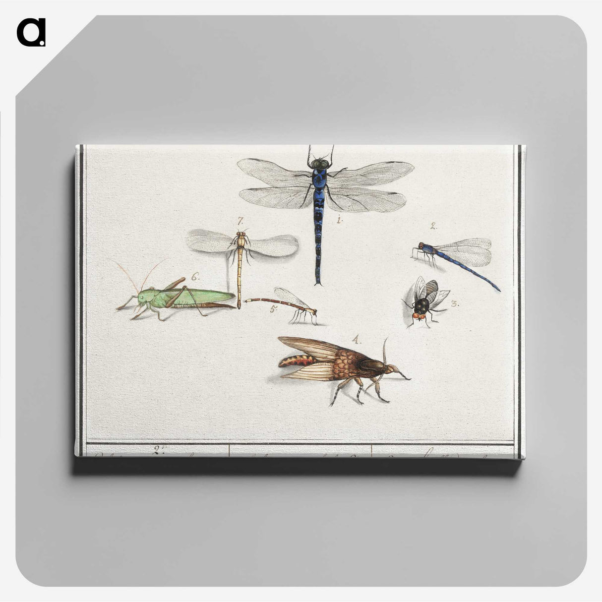 1-65_Anselmus-Boetius-de-Boodt_canvas