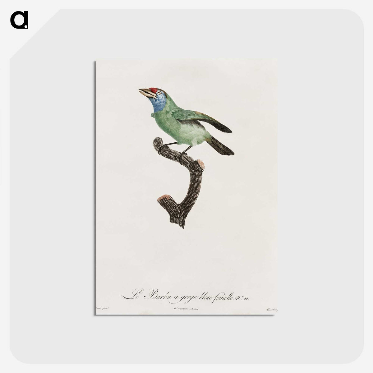 1-65_Des-Oiseaux-de-Paradis_postcard