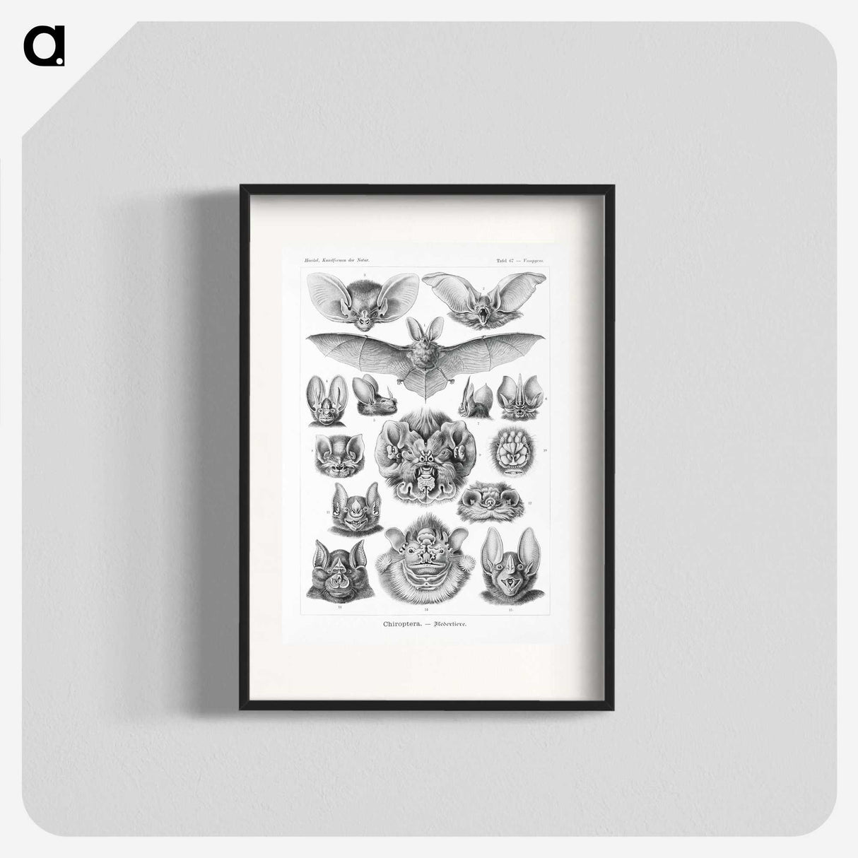 1-65_Ernst-Haeckel_blk