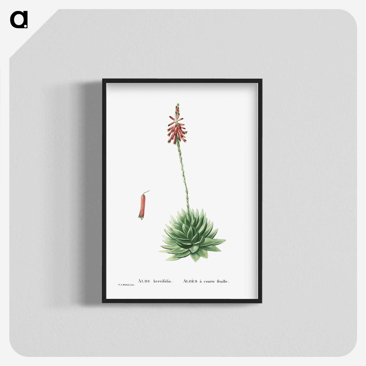 1-65_Histoire-des-Plantes-Grasses_blk-crop