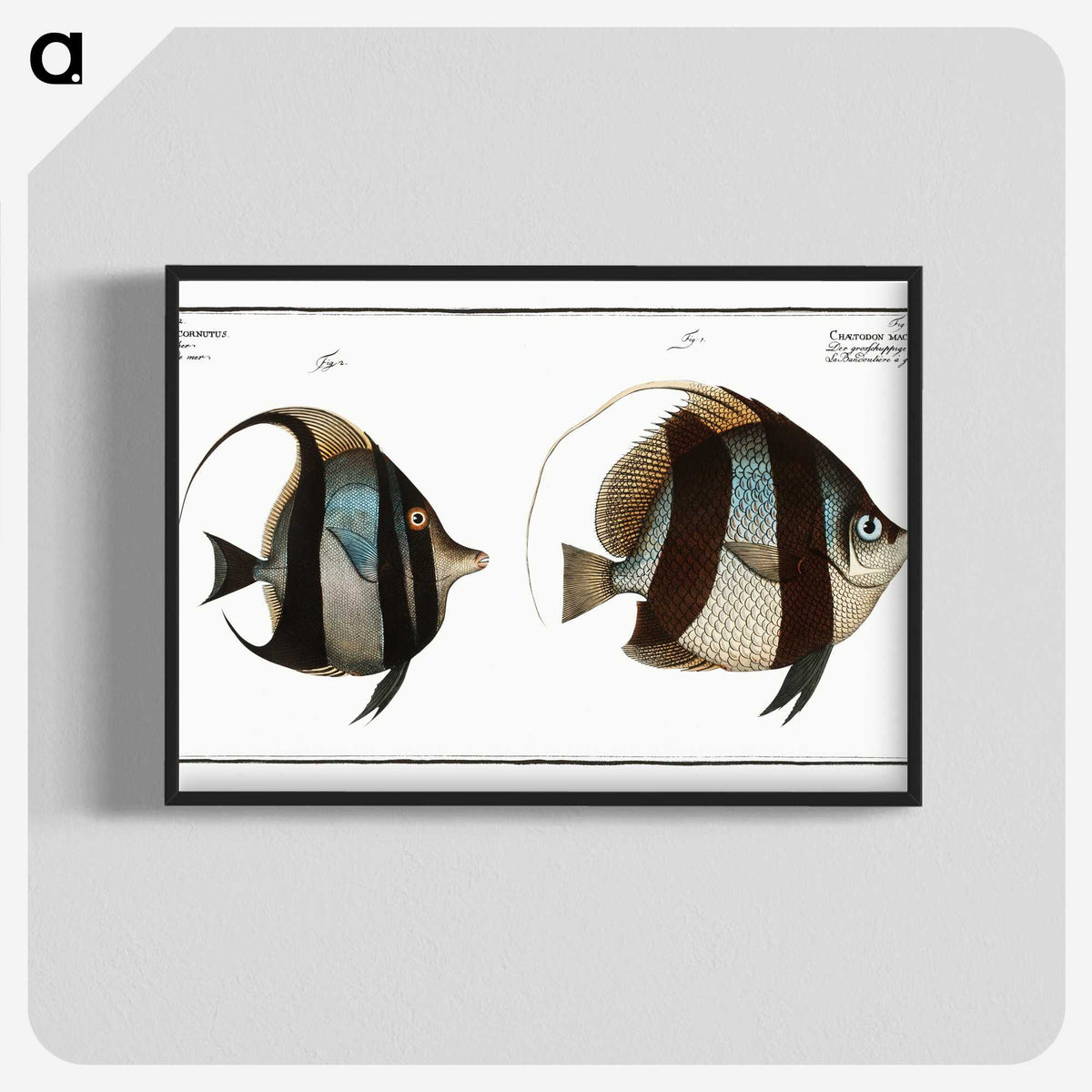 1-65_Ichtyologie-ou-Histoire-naturelle_blk-crop