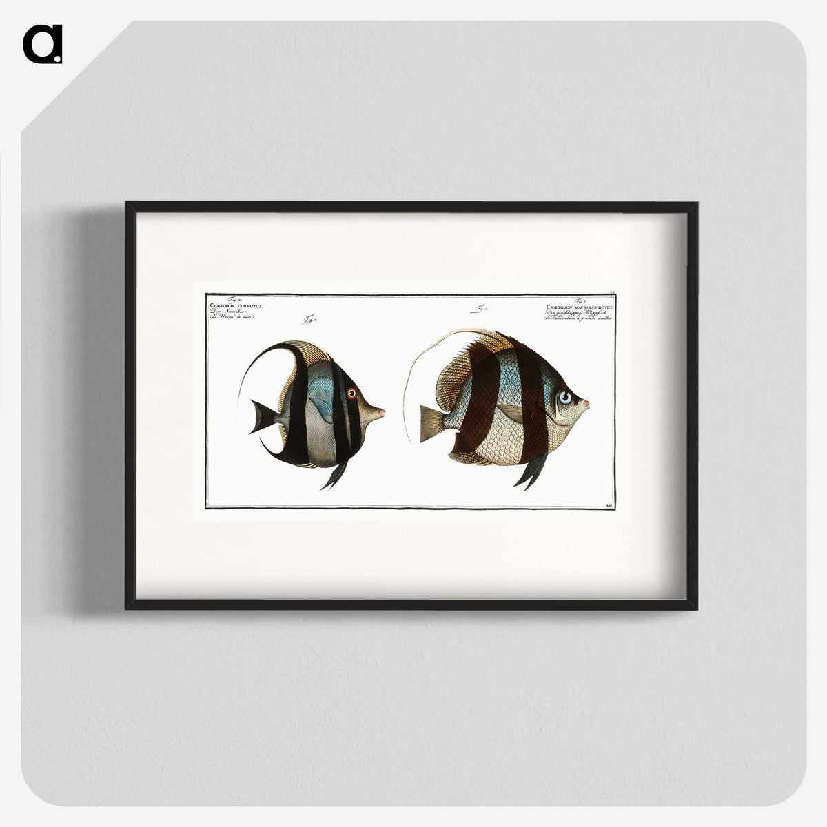 1-65_Ichtyologie-ou-Histoire-naturelle_blk
