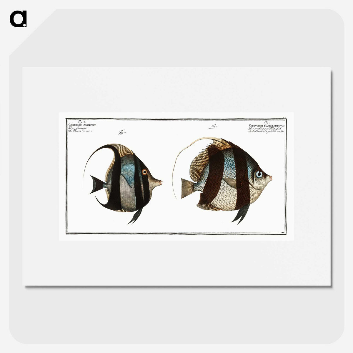 1-65_Ichtyologie-ou-Histoire-naturelle_picture