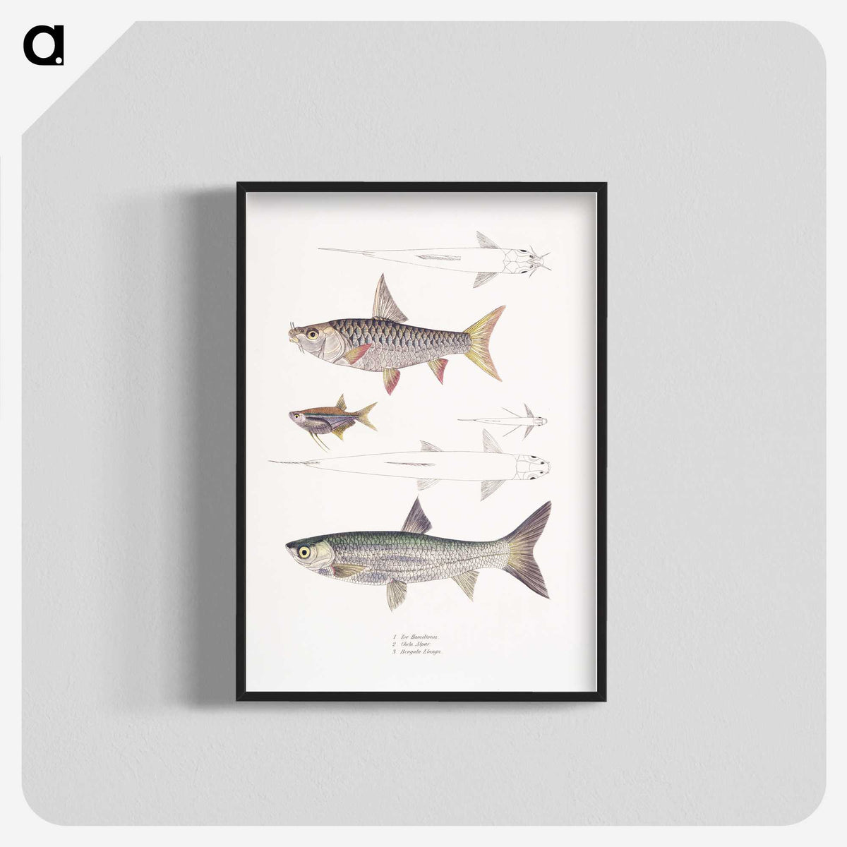 1-65_Indian-Zoology_blk-crop