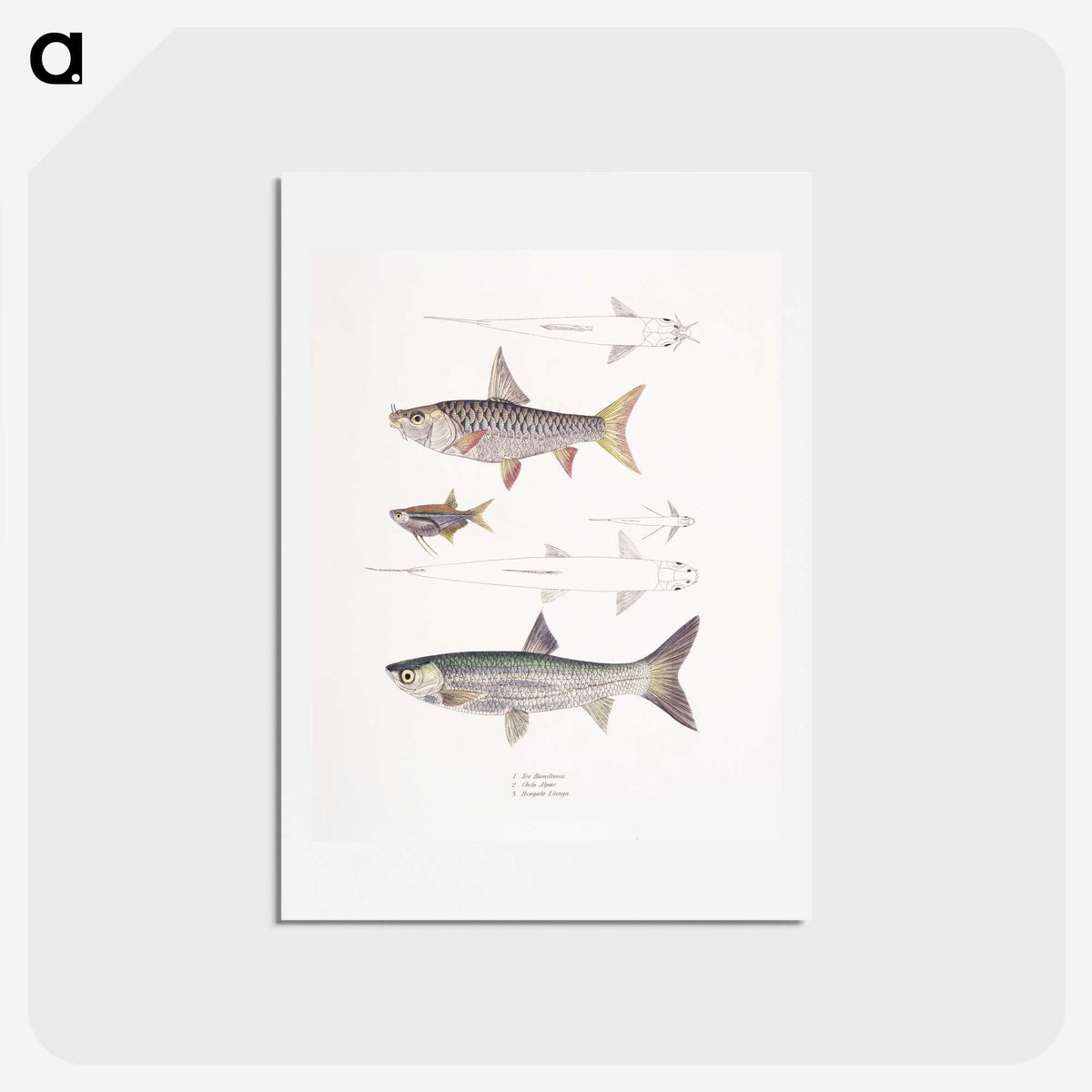 1-65_Indian-Zoology_hagaki
