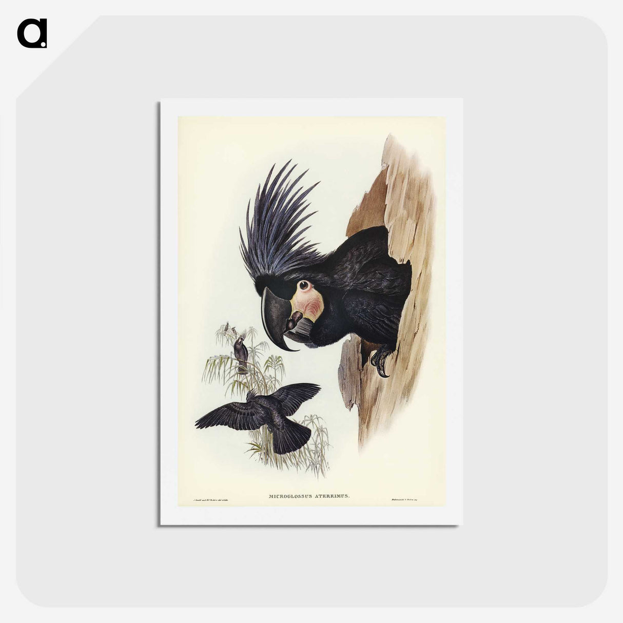 1-65_John-Gould_hagaki