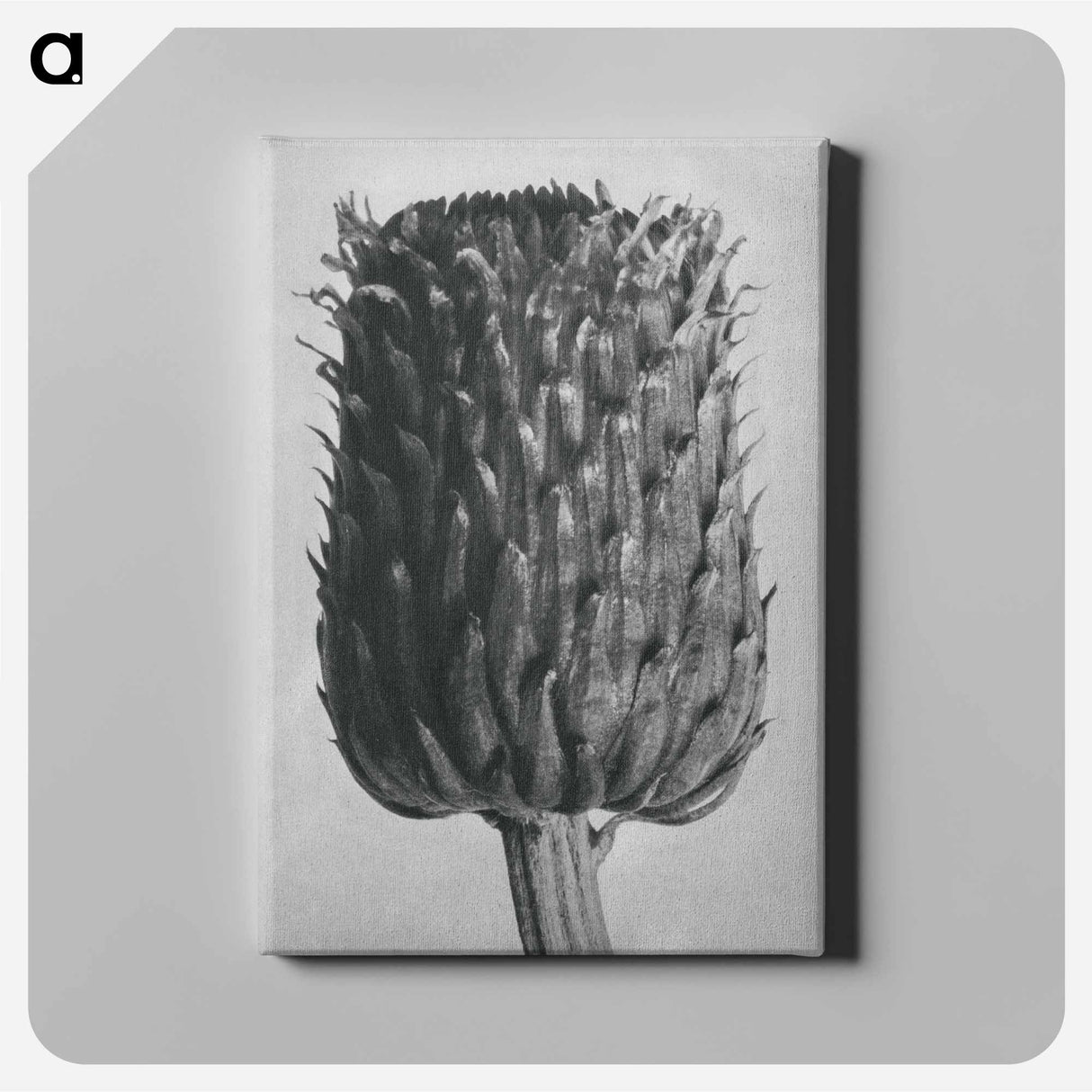 アートパネル-Cirsium Canum (Thistle) Flower Head - カール ブロスフェルト Canvas.