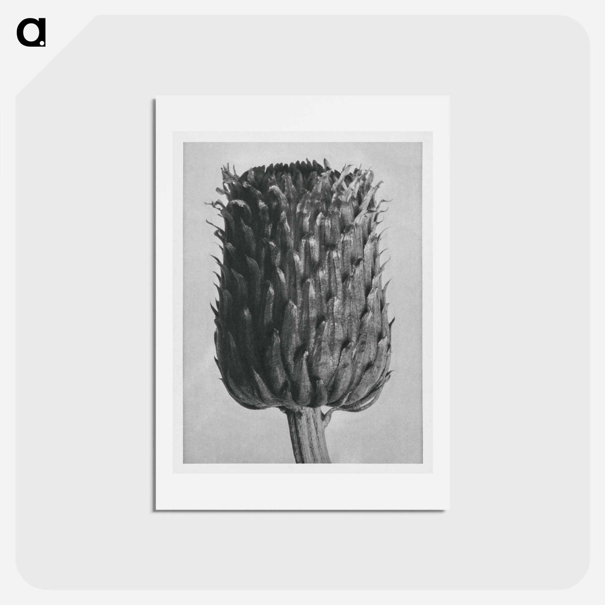 アートポストカード-Cirsium Canum (Thistle) Flower Head - カール ブロスフェルト Postcard.