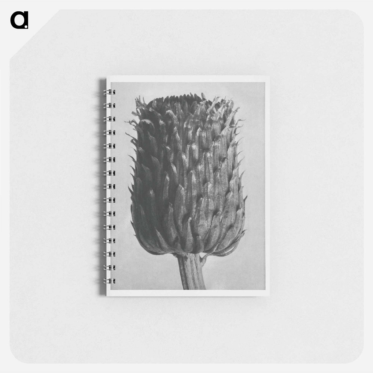 Cirsium Canum (Thistle) Flower Head - カール ブロスフェルト Memo.