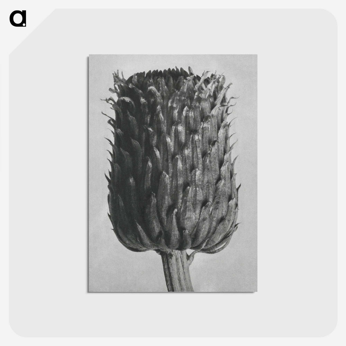 1-65_Karl-Blossfeldt_postcard
