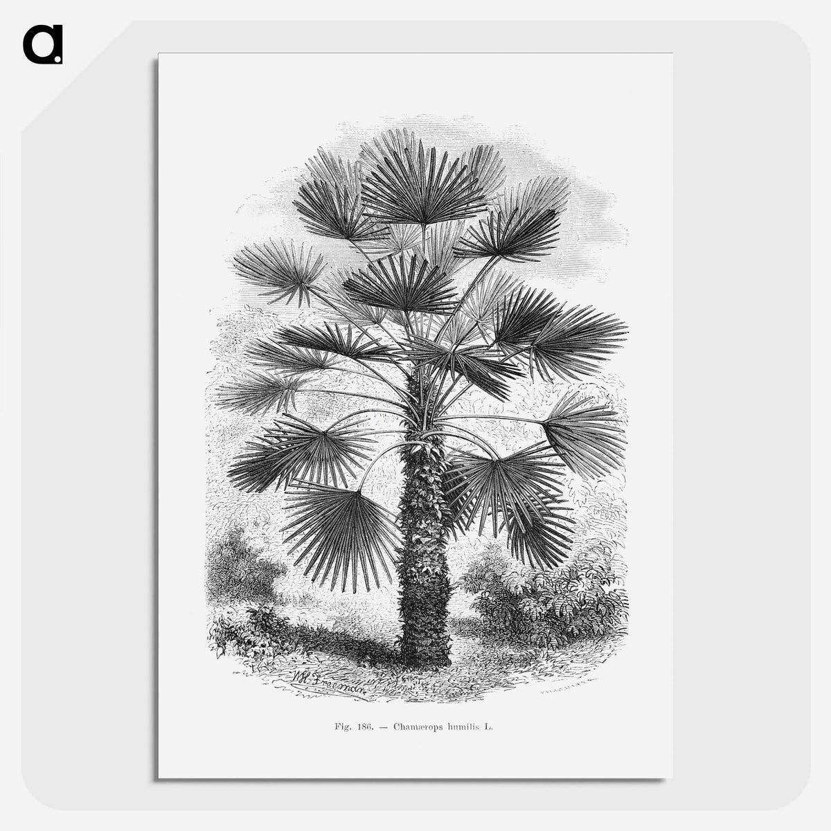 1-65_Les-Palmiers-Histoire-Iconographique_picture-crop