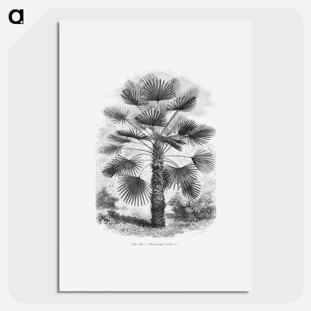 1-65_Les-Palmiers-Histoire-Iconographique_picture