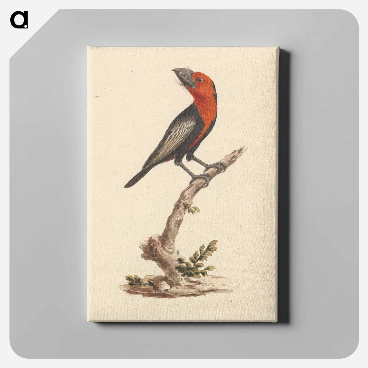 アートパネル-Black-billed Barbet
- ルイージ バルガーニ Canvas.