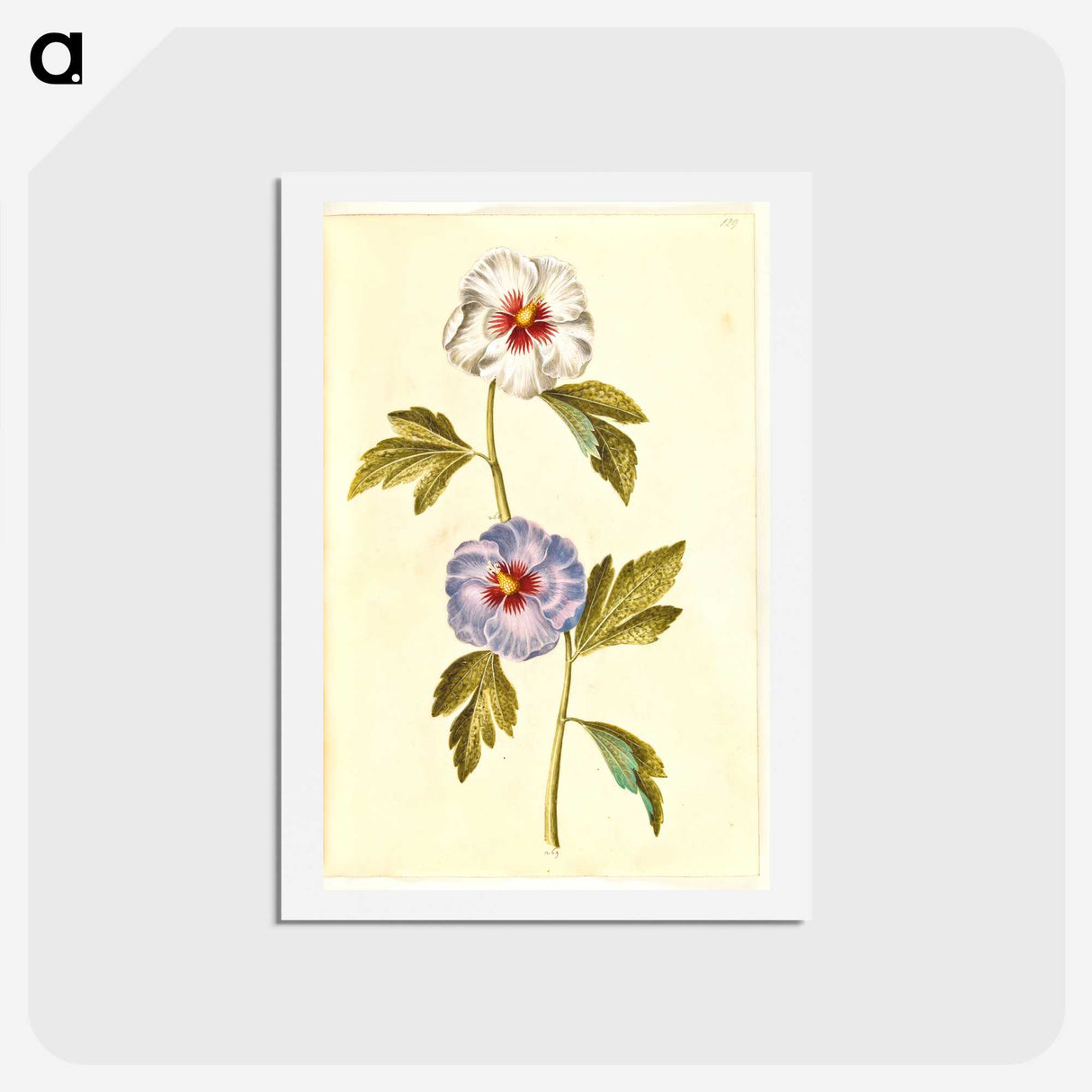 1-65_Maria-Sibylla-Merian_hagaki